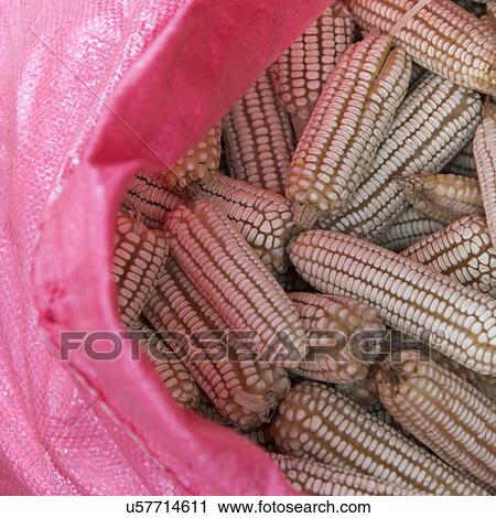 Stock Image - Closeup of corn cobs in a sack, Finca El Cisne, Honduras. Fotosearch