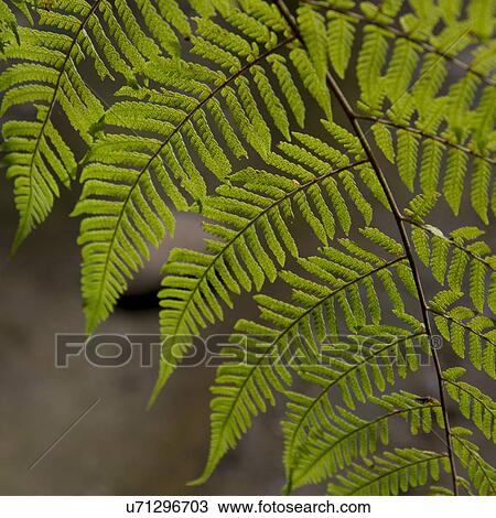 Stock Image - Closeup of fern leaf, Macaw Mountain Bird Park, Copan, Copan Ruinas, Honduras. Fotosearch
