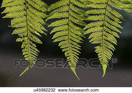 Stock Image - Closeup of fern leaves, Macaw Mountain Bird Park, Copan, Copan Ruinas, Honduras. Fotosearch
