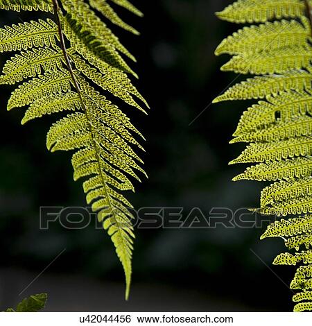 Stock Photograph - Closeup of fern leaves, Macaw Mountain Bird Park, Copan, Copan Ruinas, Honduras. Fotosearch