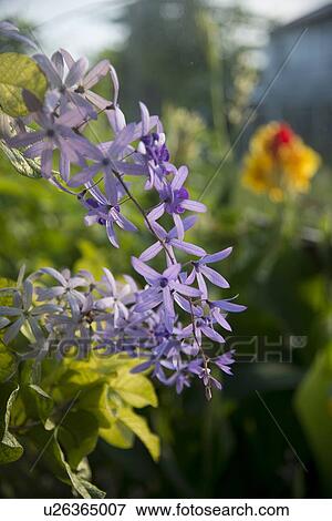Stock Photo - Closeup of flowers, Cayman Cay, Utila Island, Bay Islands, Honduras. Fotosearch