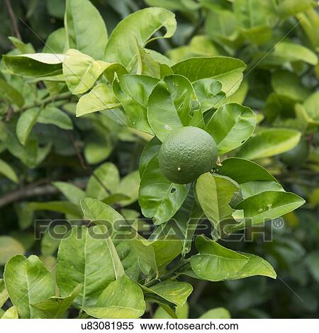 Closeup of green leaves, Finca El Cisne, Honduras View Large Photo Image Stock Photography - Closeup of green leaves, Finca El Cisne, Honduras. Fotosearch