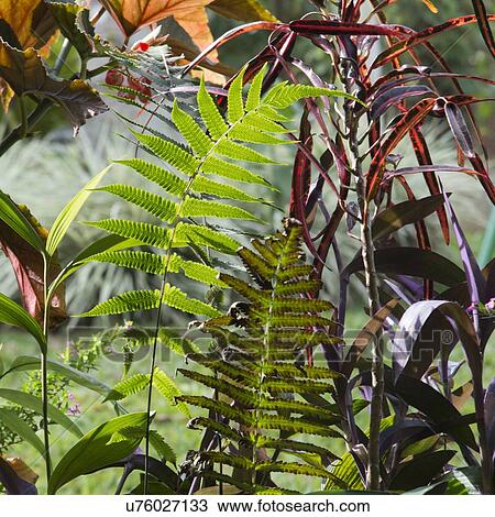 Closeup of leaves, Finca El Cisne, Honduras View Large Photo Image Stock Image - Closeup of leaves, Finca El Cisne, Honduras. Fotosearch