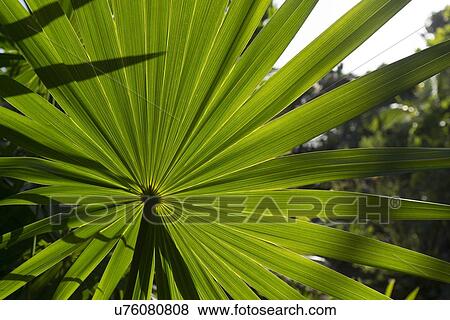 Stock Photo - Closeup of palm frond, Utila, Bay Islands, Honduras. Fotosearch