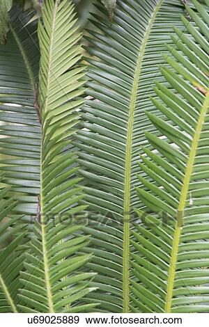 Closeup of tropical green leaves, Finca El Cisne, Honduras View Large Photo Image Stock Photo - Closeup of tropical green leaves, Finca El Cisne, Honduras. Fotosearch
