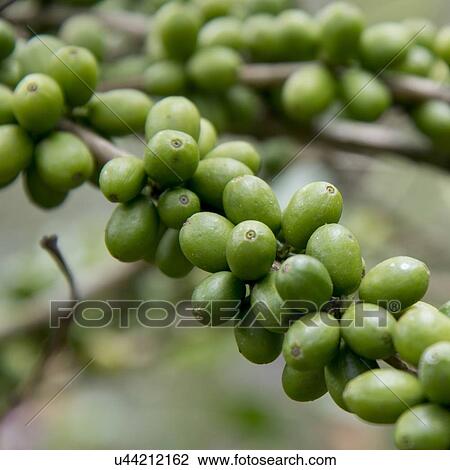 Coffee beans on a branch, Finca Santa Isabel, Copan Ruinas, Honduras View Large Photo Image Stock Image - Coffee beans on a branch, Finca Santa Isabel, Copan Ruinas, Honduras. Fotosearch