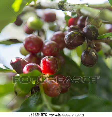 Stock Image - Coffee beans on a branch, Finca Santa Isabel, Copan Ruinas, Honduras. Fotosearch