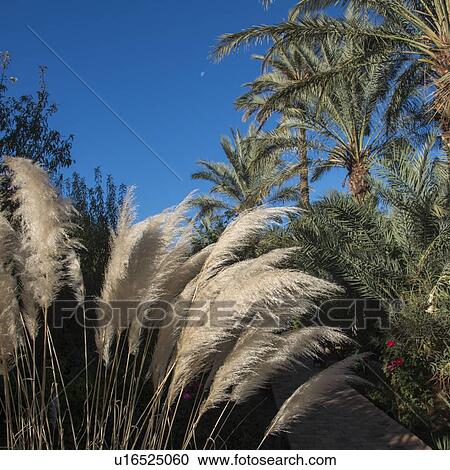 Common reed and palm trees at Dar Qamar, Agdz, Morocco View Large Photo Image Stock Image - Common reed and palm trees at Dar Qamar, Agdz, Morocco. Fotosearch