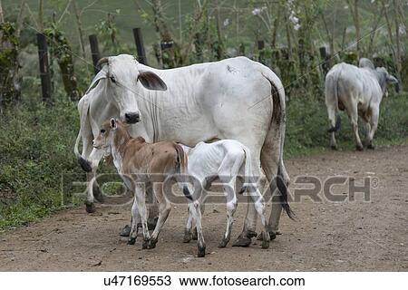 Stock Image - Cow nursing its calf in a farm, Bay Islands, Honduras. Fotosearch