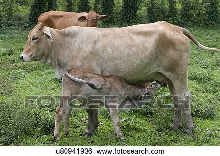 Cow nursing its calf in a farm, Finca El Cisne, Honduras View Large Photo Image Stock Photograph - Cow nursing its calf in a farm, Finca El Cisne, Honduras. Fotosearch