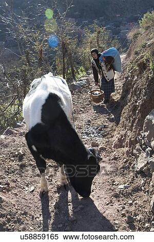Stock Photography - Cow on a dirt path with a woman behind it, Imlil, Atlas Mountains, Morocco. Fotosearch