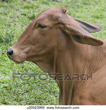 Cow resting in a field, Finca El Cisne, Honduras View Large Photo Image Stock Photo - Cow resting in a field, Finca El Cisne, Honduras. Fotosearch