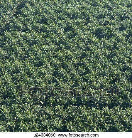 Crop in a field, Bay Islands, Honduras View Large Photo Image Stock Image - Crop in a field, Bay Islands, Honduras. Fotosearch