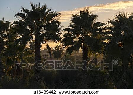 Stock Image - Date Palm trees at sunrise, Marrakesh, Morocco. Fotosearch