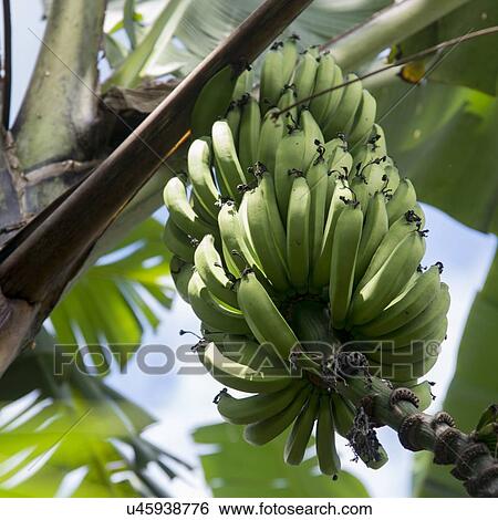 Stock Photograph - Detail of a banana tree, Finca Santa Isabel, Copan, Copan Ruinas, Copan Department, Honduras. Fotosearch