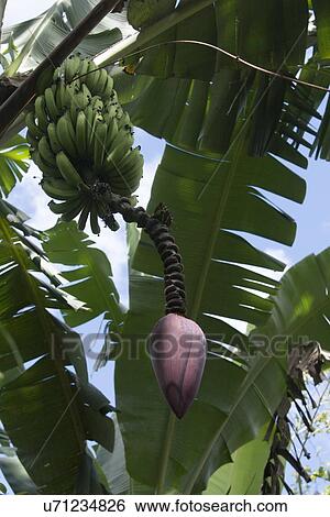 Detail of a banana tree, Finca Santa Isabel, Copan, Copan Ruinas, Copan Department, Honduras View Large Photo Image Stock Photograph - Detail of a banana tree, Finca Santa Isabel, Copan, Copan Ruinas, Copan Department, Honduras. Fotosearch