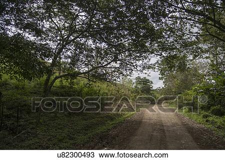 Dirt road passing through forest, Finca El Cisne, Honduras View Large Photo Image Stock Image - Dirt road passing through forest, Finca El Cisne, Honduras. Fotosearch