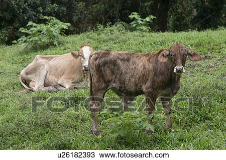 Domestic cattle in a farm, Finca El Cisne, Honduras View Large Photo Image Stock Image - Domestic cattle in a farm, Finca El Cisne, Honduras. Fotosearch