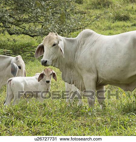 Domestic cattle in a farm, Finca El Cisne, Honduras View Large Photo Image Stock Image - Domestic cattle in a farm, Finca El Cisne, Honduras. Fotosearch