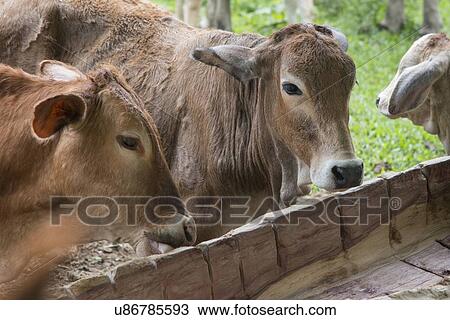 Domestic cattle in a farm, Finca El Cisne, Honduras View Large Photo Image Stock Image - Domestic cattle in a farm, Finca El Cisne, Honduras. Fotosearch