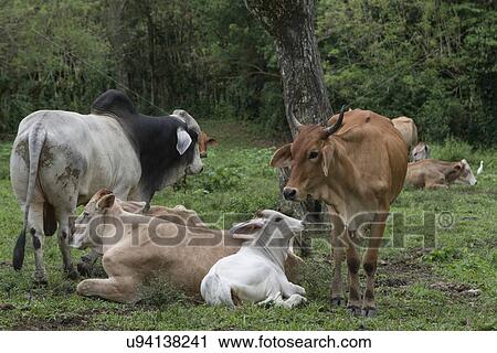 Domestic cattle in a farm, Finca El Cisne, Honduras View Large Photo Image Stock Image - Domestic cattle in a farm, Finca El Cisne, Honduras. Fotosearch