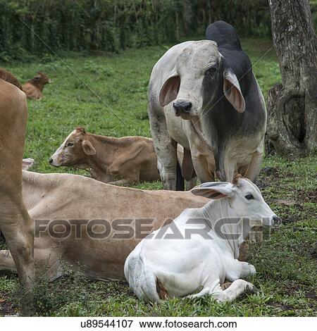Stock Photo - Domestic cattle in a farm, Finca El Cisne, Honduras. Fotosearch