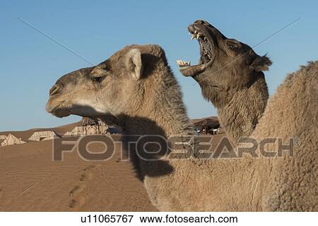 Dromedary camels in the desert, Erg Chegaga Dunes, Sahara Desert, Souss-Massa-Draa, Morocco View Large Photo Image Stock Photo - Dromedary camels in the desert, Erg Chegaga Dunes, Sahara Desert, Souss-Massa-Draa, Morocco. Fotosearch