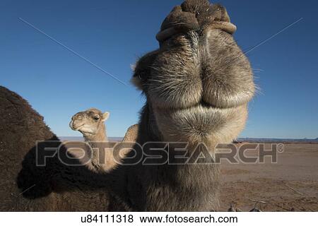 Dromedary camels in the desert, Erg Chegaga Dunes, Sahara Desert, Souss-Massa-Draa, Morocco View Large Photo Image Stock Photo - Dromedary camels in the desert, Erg Chegaga Dunes, Sahara Desert, Souss-Massa-Draa, Morocco. Fotosearch