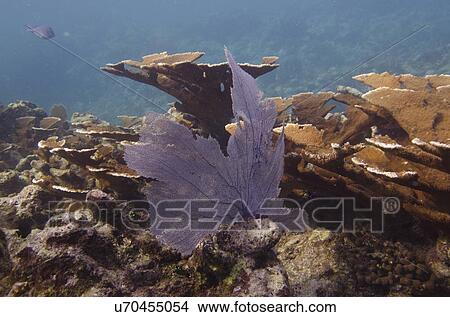 Picture - Elkhorn coral (Acropora palmata) underwater, Utila Island, Bay Islands, Honduras. Fotosearch