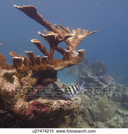 Elkhorn coral (Acropora palmata) underwater, Utila Island, Bay Islands, Honduras View Large Photo Image Stock Photography - Elkhorn coral (Acropora palmata) underwater, Utila Island, Bay Islands, Honduras. Fotosearch