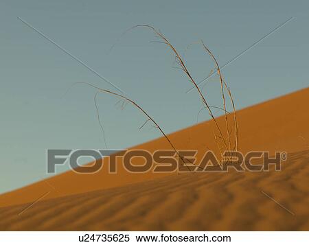 Stock Photography - Erg Chegaga Dunes in Sahara Desert, Souss-Massa-Draa, Morocco. Fotosearch