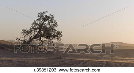 Fallen tree in Erg Chegaga Dunes in Sahara Desert, Souss-Massa-Draa, Morocco View Large Photo Image Stock Image - Fallen tree in Erg Chegaga Dunes in Sahara Desert, Souss-Massa-Draa, Morocco. Fotosearch