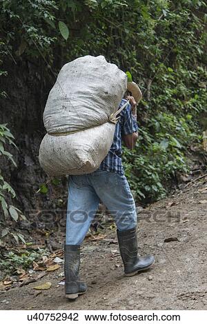 Stock Image - Farmer carrying a heavy sack from farm, Finca El Cisne, Honduras. Fotosearch
