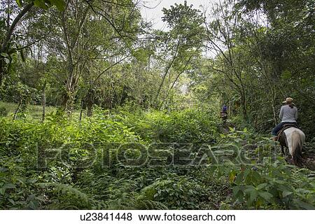 Female tourists enjoying horseback riding in forest, Finca El Cisne, Honduras View Large Photo Image Stock Photo - Female tourists enjoying horseback riding in forest, Finca El Cisne, Honduras. Fotosearch