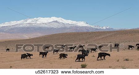 Flock of goats grazing in a field, Atlas Mountains, Morocco View Large Photo Image Stock Image - Flock of goats grazing in a field, Atlas Mountains, Morocco. Fotosearch