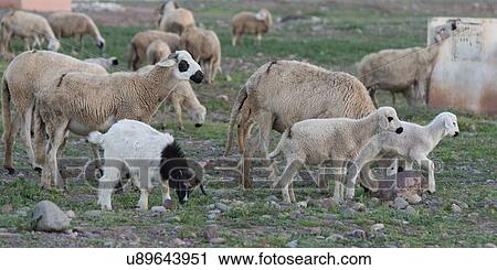Flock of sheep grazing in a field, Agdal, Morocco View Large Photo Image Stock Image - Flock of sheep grazing in a field, Agdal, Morocco. Fotosearch
