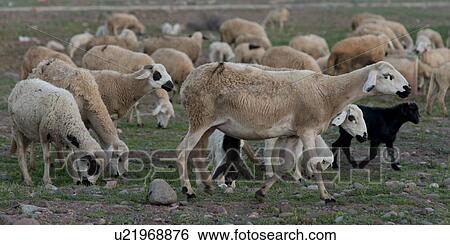 Flock of sheep grazing in a field, Agdal, Morocco View Large Photo Image Stock Photograph - Flock of sheep grazing in a field, Agdal, Morocco. Fotosearch