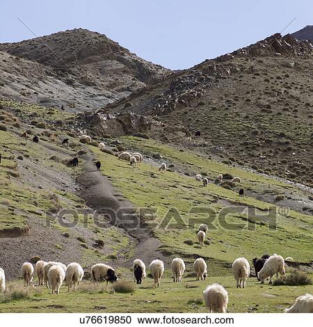 Stock Image - Flock of sheep grazing in a valley, Atlas Mountains, Morocco. Fotosearch