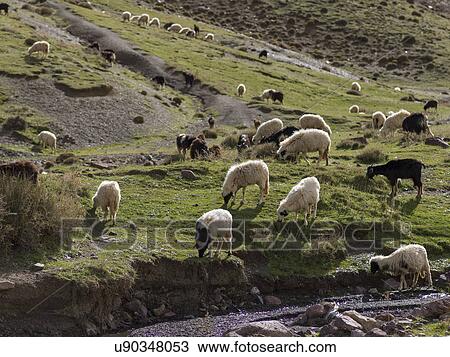Flock of sheep grazing in a valley, Atlas Mountains, Morocco View Large Photo Image Stock Image - Flock of sheep grazing in a valley, Atlas Mountains, Morocco. Fotosearch