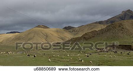Flock of sheep grazing in a valley, Atlas Mountains, Morocco View Large Photo Image Stock Photo - Flock of sheep grazing in a valley, Atlas Mountains, Morocco. Fotosearch