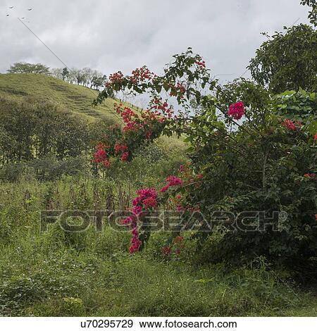 Flowering plant in bloom, Finca El Cisne, Honduras View Large Photo Image Stock Photo - Flowering plant in bloom, Finca El Cisne, Honduras. Fotosearch