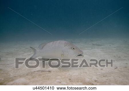 Stock Image - Grouper (Epinephelus polyphekadion) swimming underwater, Utila Island, Bay Islands, Honduras. Fotosearch