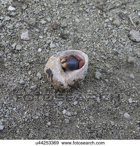 High angle view of a crab in a shell on the beach, Utila Island, Bay Islands, Honduras View Large Photo Image Stock Photo - High angle view of a crab in a shell on the beach, Utila Island, Bay Islands, Honduras. Fotosearch