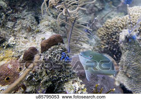 Stock Image - High angle view of a parrotfish swimming underwater, Utila Island, Bay Islands, Honduras. Fotosearch