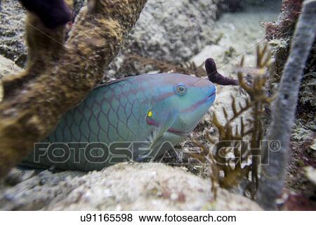 High angle view of a parrotfish swimming underwater, Utila Island, Bay Islands, Honduras View Large Photo Image Stock Photo - High angle view of a parrotfish swimming underwater, Utila Island, Bay Islands, Honduras. Fotosearch
