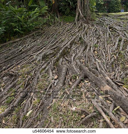 Picture - High angle view of roots of a tree in Copan Archaeological Park, Copan, Copan Ruinas, Copan Department, Honduras. Fotosearch