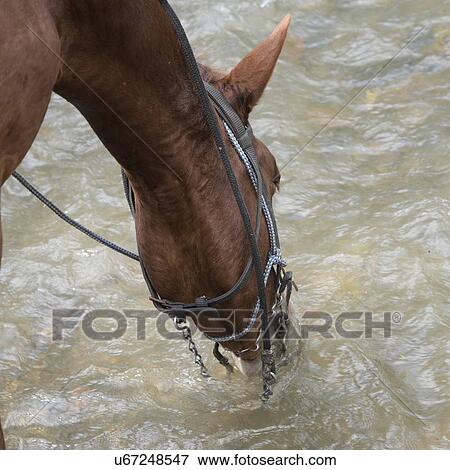 Stock Photo - Horse drinking water, Finca El Cisne, Honduras. Fotosearch