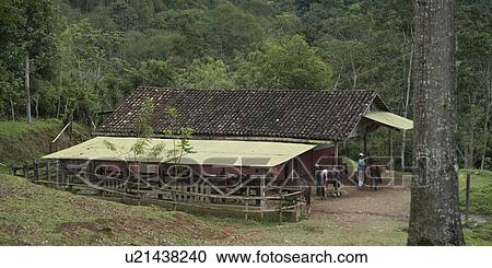 Horse ranch, Finca El Cisne, Honduras View Large Photo Image Stock Image - Horse ranch, Finca El Cisne, Honduras. Fotosearch