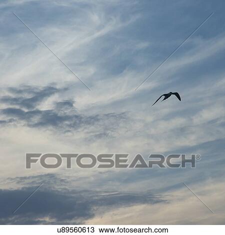 Low angle view of a bird flying in the sky, Utila Island, Bay Islands, Honduras View Large Photo Image Stock Image - Low angle view of a bird flying in the sky, Utila Island, Bay Islands, Honduras. Fotosearch