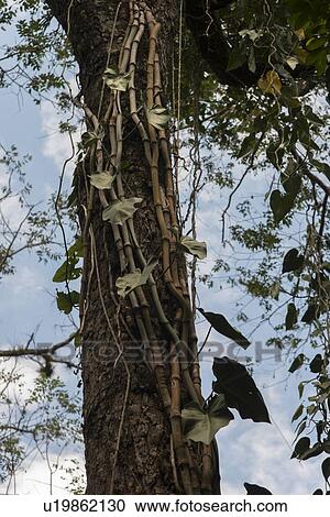 Low angle view of a tree, Macaw Mountain Bird Park, Copan, Copan Ruinas, Copan Department, Honduras View Large Photo Image Stock Image - Low angle view of a tree, Macaw Mountain Bird Park, Copan, Copan Ruinas, Copan Department, Honduras. Fotosearch